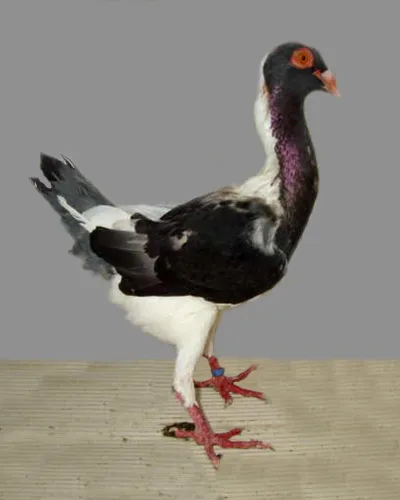 Hungarian
