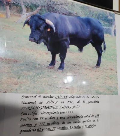 Iberian cattle