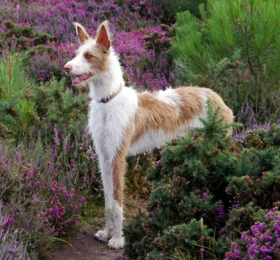 Ibizan Hound