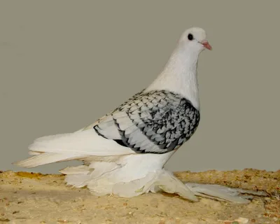 Ice Pigeon