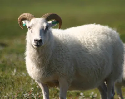 Icelandic sheep