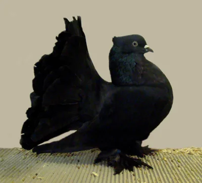 Indian Fantail