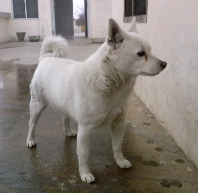Indian Spitz