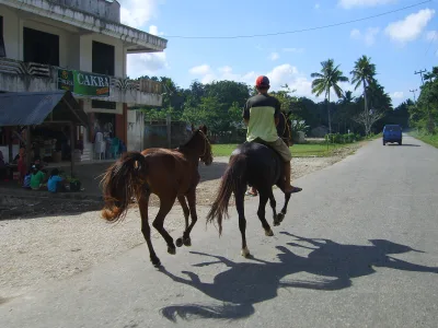 Indonesian Racing Horse
