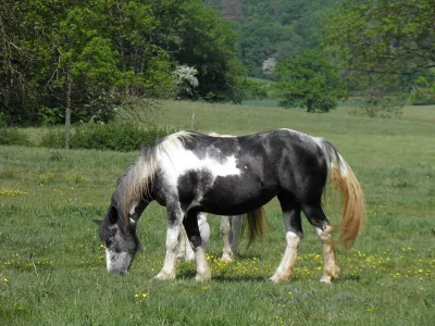 Irish cob