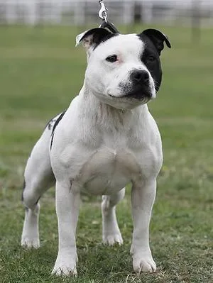 Irish Staffordshire Bull Terrier