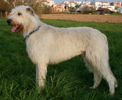 Irish wolfhound