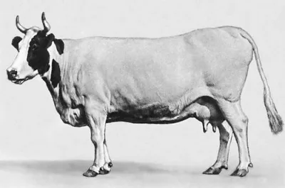 Istoben cattle