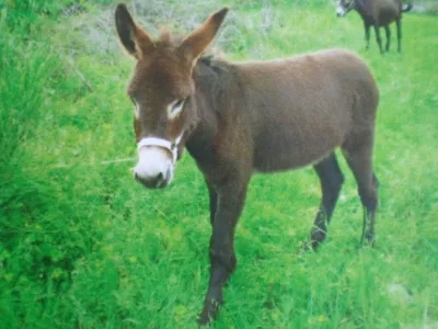 Istria donkey