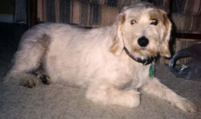 Istrian Coarse-haired Hound