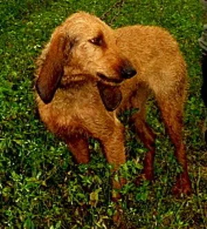 Italian Rough-haired Segugio