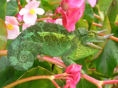 Jackson's chameleon