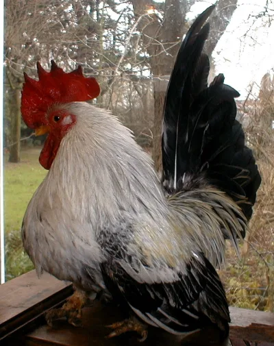 Japanese Bantam