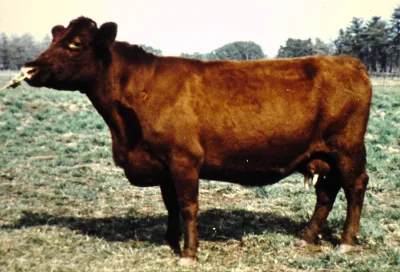 Japanese Shorthorn