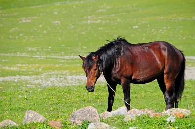 Javakhuri Harness Horse