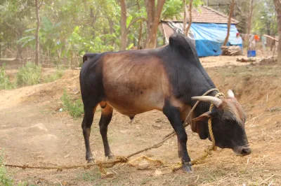 Javari Cattle