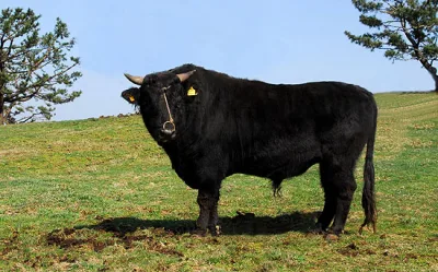 Jeju black cattle