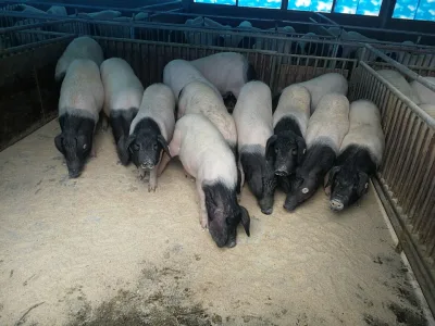 Jinhua pigs