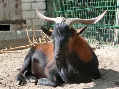 Juan Fernández goat