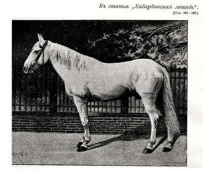 Kabarda horse