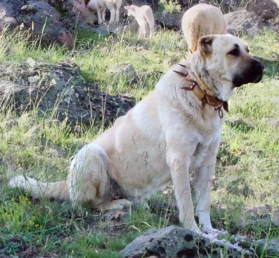 Kangal Shepherd Dog