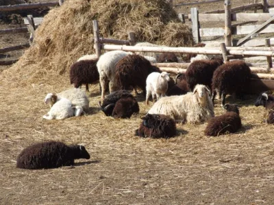Karachai sheep