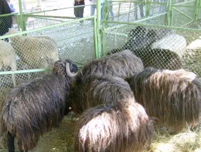 Karakachan Sheep