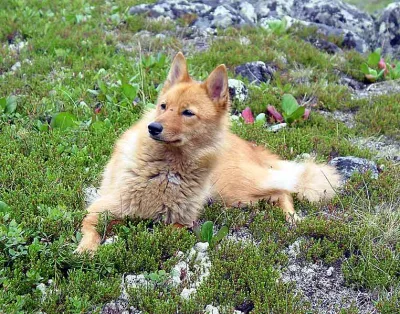 Karelo-Finnish Laika