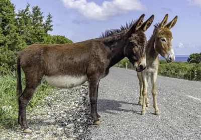 Karpass donkey