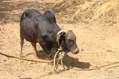 Kasaragod Dwarf Cattle