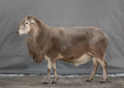 Katumsky sheep