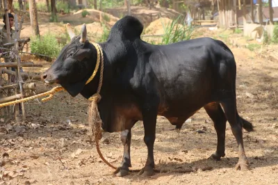 Kenkatha cattle