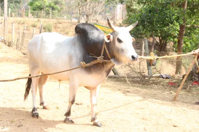 Kherigarh cattle
