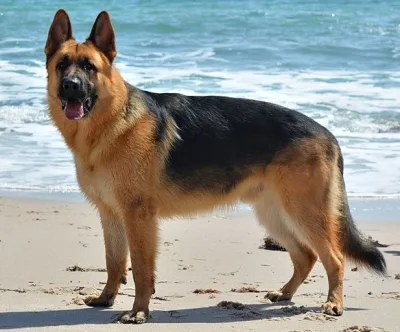 King Shepherd