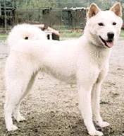 Korean Jindo Dog