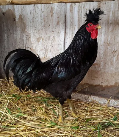 Kosovo Long Crowing Rooster