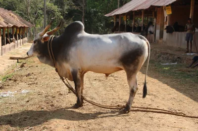 Krishna Valley cattle
