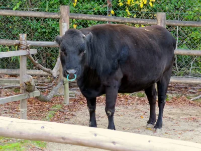 Kuchinoshima cattle