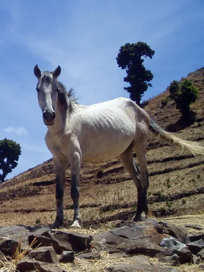 Kundido horse