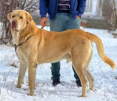 Kurdish Mastiff