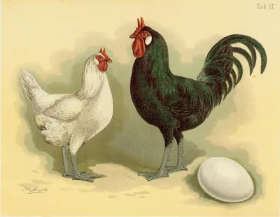 La Flèche chicken