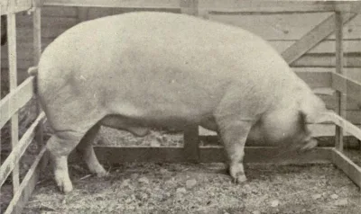 Landrace pig