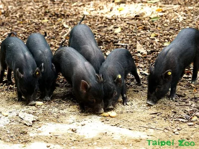 Lanyu pig