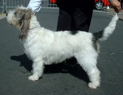 Large Vendeen Griffon Basset