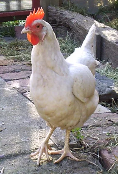 Leghorn