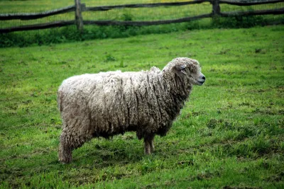 Leicester Longwool
