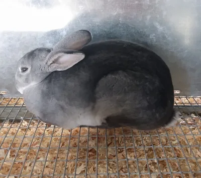 Lilac rabbit