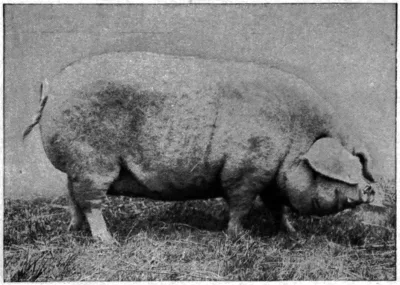 Lincolnshire curly-coated pig