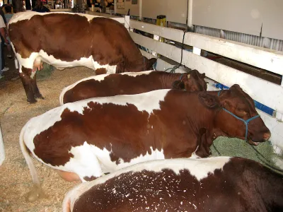 Lineback cattle