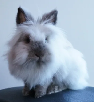 Lionhead rabbit